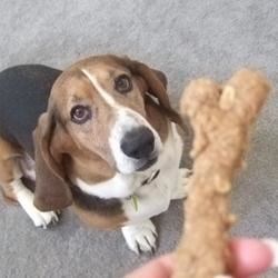 Peanut Butter Dog Biscuits