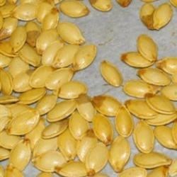 Toasted Pumpkin Seeds